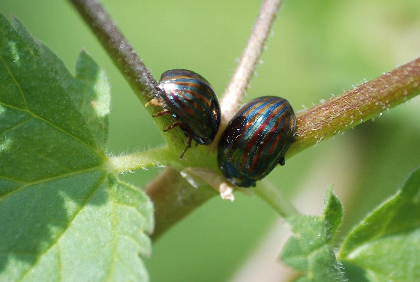 Identificazione 5 - Chrysolina americana